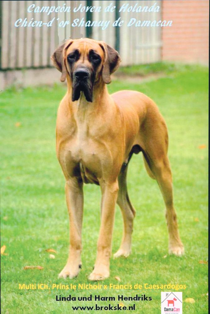 Chien-D'or Shanuy de Damacan, in het spaanse clubblad